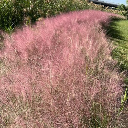 muhlenbergia capillaris, büropflanzen schattenpflanzen zimmer ziergras grünpflanzen zimmerpflanzen sträucher für den garten garten winterharte kübelpflanzen herbstpflanzen deko 1000zwiebeln
