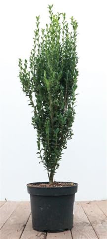 Japanische Stechpalme Ilex crenata Fastigiata 60-80 cm immergrün