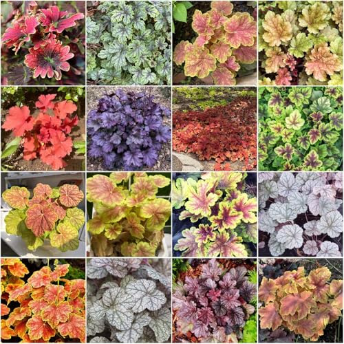 Heuchera winterhart - pflanzensamen kübelpflanzen stauden winterhart mehrjährig deko balkonblumen blumensamen bonsai topf gartensamen blumensaat Heuchera 450samen
