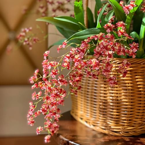 Semi di orchidea Oncidium, vecchie varietà regali sostenibili semi di orchidea semi di da giardino roccioso semi di selvatici 550pcs