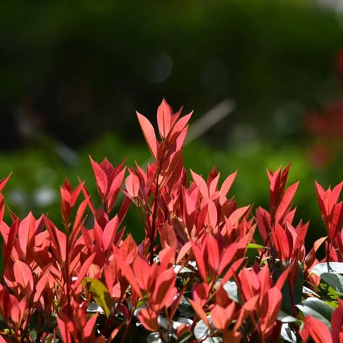 semillas de photinia Red Robin - Decoración orgánica balcón en 400pcs