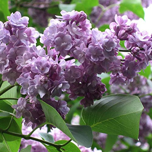 Syringa Vulgaris 'Michel Buchner'- Lilas commun 'Michel Buchner' 40-60 cm en conteneur