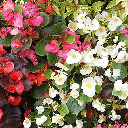 Begonia semperflorens ‘Sun Shade Mix’ F2 Hybrid Half Hardy Annual 1 Packet (2000 Seeds) by Thompson and Morgan
