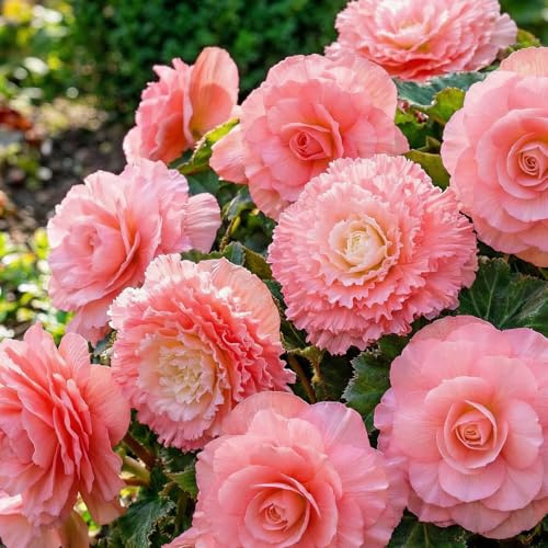Begonia Double Rose Collection - 5 Bulbes de Fleurs à Planter Exterieur - Plante Exterieur Jardin - Naturelle Plantes de Hollande (pas de graines, non artificielle)