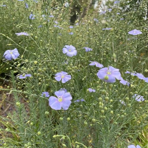 blauer leinsamen - zimmer deko hochbeet balkon gartenpflanzen mehrjährige winterhart bodendecker 800pcs