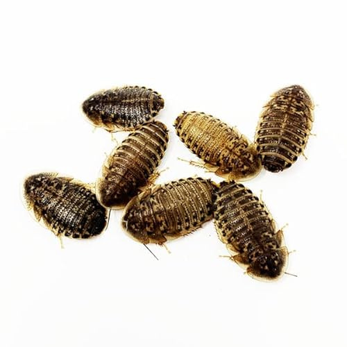 NutriCricket 100 Live Small Dubia Roaches Live Arrival