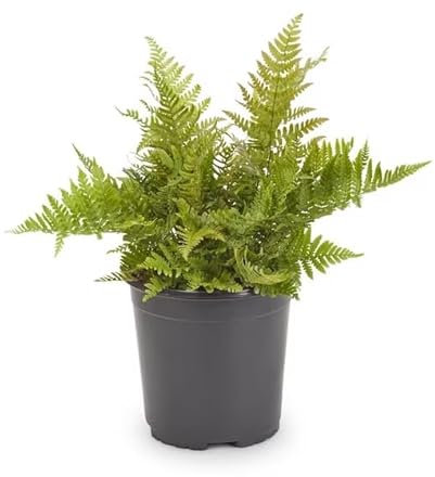 Helecho Hembra Natural Planta de Interior Ideal para Espacios Pequeños