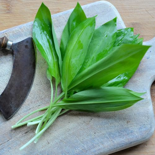 comprar semillas de ajo silvestre, resistentes para el jardín productos sostenibles de perennes resistentes jardín silvestres 50pcs