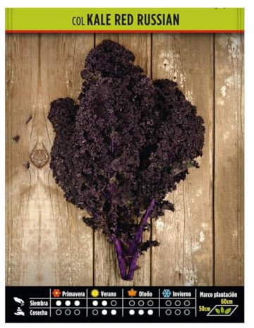 Semillas Hortícolas - Col kale red russian - Semillas listas para plantar.