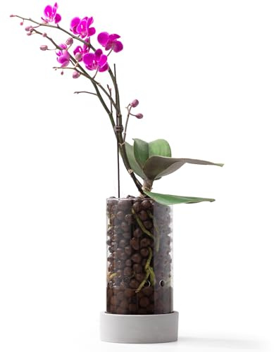 Fayoula Orchideentopf aus Glas, transparent, 14 cm (5,5 Zoll), mit Löchern zum Umpflanzen, visuell, gut belüftet, bietet eine stabile und gesunde Wachstumsumgebung für die