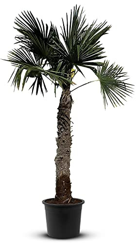 Tropictrees Trachycarpus Fortunei - Palma di canapa invernale con un'altezza del tronco di 140/-60 cm, altezza 260 cm, foglie gialle e verdi, palma invernale per interni ed esterni
