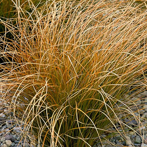 Carex Testacea | Ornamental Grass Plant | Garden Ready Evergreen Orange New Zealand Sedge for Borders Flower Bed and Patio in Pot (15-30cm Incl. Pot)