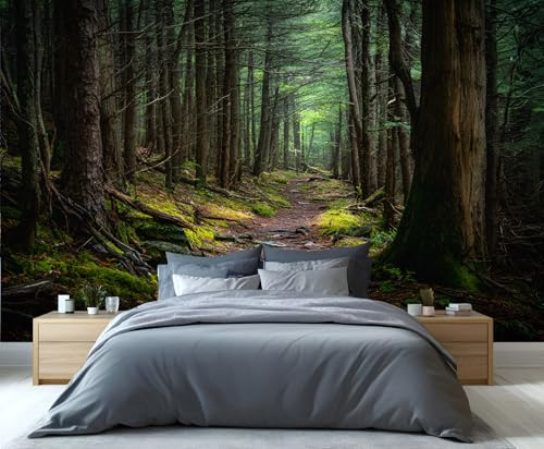 Wandbild „Verzauberter Waldweg“ – Ruhige Waldlandschaft als Wandbild fürs Schlafzimmer, Naturtapete 300x230cm (Nicht selbstklebend)