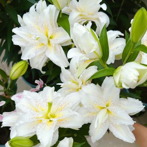 bulbi di giglio, giardino interno balcone d'appartamento 3pcs