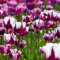 Bulbi Tulipani Di Fiori Perenni Rustici Tulipani Esotici Fiori Decorazione Ornamentali Bulbi Piante Da Balcone Fioriere Da Giardino Mazzo Di Fiori Da Giardino 20 Bulbi Di Tulipano Viola Bianco
