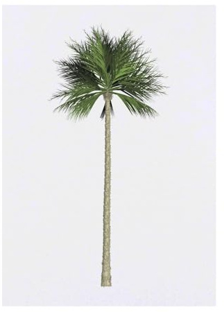 Azeeda 'Palm Tree' Temporary Tattoo - A6 (TO00064533)