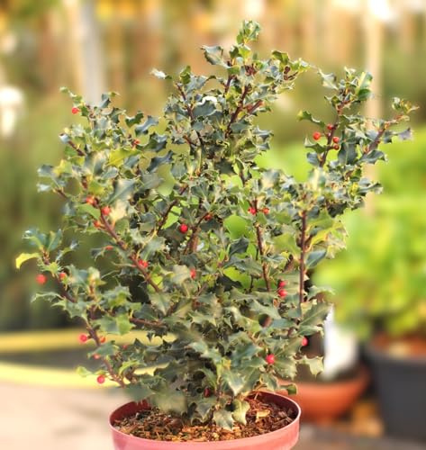 Stechpalme Ilex Meserveae Blue Angel 80-100 cm immergrün und winterhart