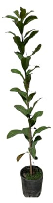 Vivaio Garden Forest Sapodilla Manilkara zapota Albero Tropicale