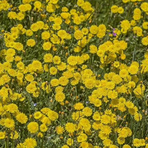 Semi di pilosella - varietà antiche Hieracium umbellatum - perenni resistenti copertura del terreno, perenne balcone 100pcs