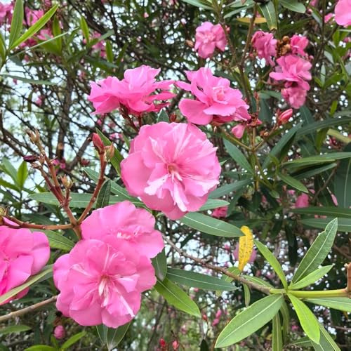 oleandro arredamento del balcone del soggiorno giardino resistenti semi di come bomboniera verdi esotiche biologiche balcone primaverili insoliti 40semi