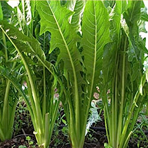 KVITER 750 Catalogna Emerald Endive Chicory Seeds for Planting (Cichorium Intybus) – Italian Dandelion Seeds/Organic Endive Seeds/Coffeeweed/Succory - Heirloom Seeds for Outdoor & Indoor Garden