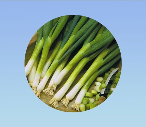 1000 Graines d' Oignon Ishikura - Pour une Récolte Abondante - ciboule japonaise - oignon vert - facile à cultiver