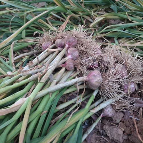 semillas de ajo perennes resistentes semillas de invierno variedades tradicionales jardín del balcón jardín bonsái 150pcs