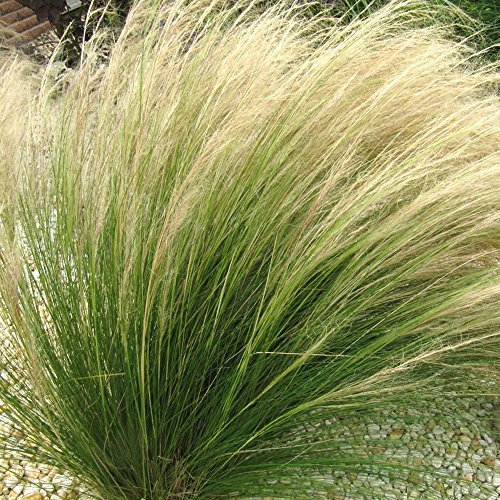 Stipa 'Pony Tails' Feather Deciduous Perennial Outdoor Garden Grass Plant in Pot (9cm Pot, 20-30cm)