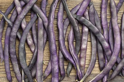 Graines Haricot à Rame Mangetout Cosses Violettes - variété productive à rames, haricot violet - Sachet de 100 grammes - Graines de style