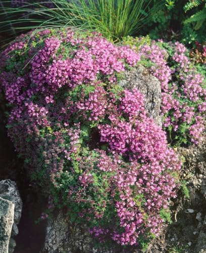 Thymus doerfleri 'Bressingham Seedling' 9x9 cm Topf – Winterhart, Mehrjährig, Pflegeleicht – Teppichthymian – Bodendecker für Steingarten & Beet
