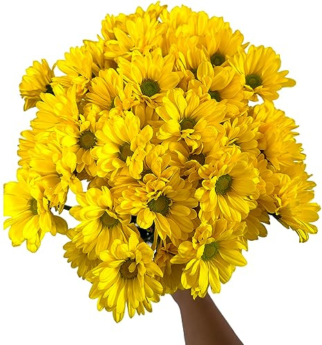 20 Yellow Fresh Cut Chrysanthemums Daisies Flowers Bouquet Gifts for home decoration birthdays anniversaries healing sympathy friendship and love