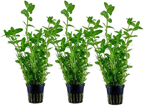 AquaOne Akvarium växt 3 stycken Bacopa caroliniana I vattenväxt akvarieväxt stjälkväxt helt rotad lätt att rengöra aquascaping dekoration