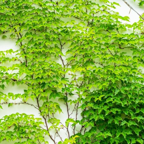 semi di vite selvatica - vecchie varietà decorazione da giardino per esterni resistenti biologici 100pcs