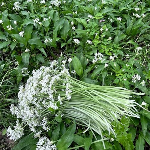 Semillas de ajo silvestre perenne resistente, orgánicas, exteriores 150pcs