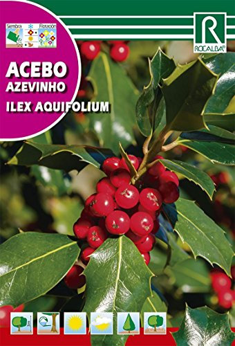 Semilla Acebo (Ilex) - Rocalba