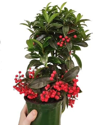 Ardisia Crenata Natural Un Arbusto de Interior con Bayas Rojas Vibrantes