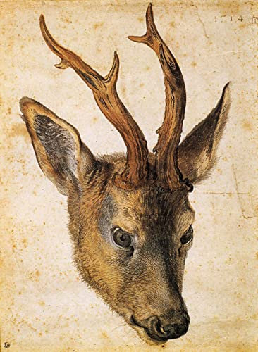 DTAUPREB Kopf eines Hirsches - Malen nach Zahlen für Erwachsene - Albrecht Dürer - DIY Ölgemälde-Kits Leinwandgeschenk