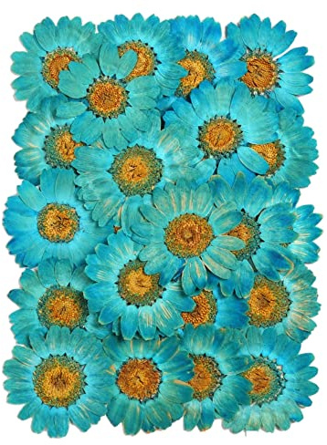 Blausky 36 Stück Natürliche Getrocknete Blumen,Gepresste Blumen,Farbige Chrysantheme Gepresste Blüten,für DIY Kerzen Harz Schmuck Handyhüllen Anhänger Scrapbooking-Dekorationen 25-30mm,Blaugrün