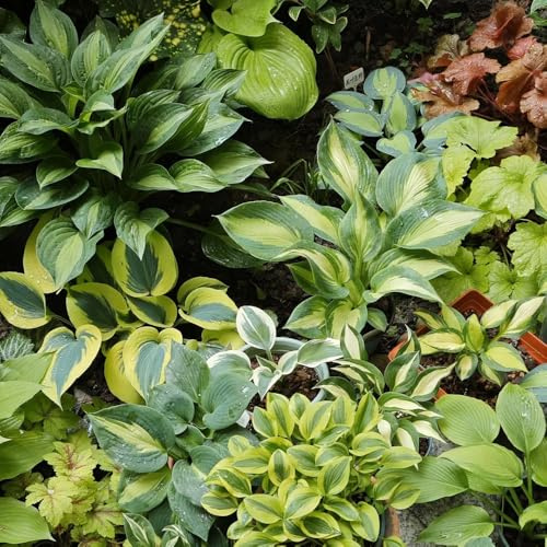 Semi di Hosta - Hosta plantaginea - semi di da giardino da balcone selvatici perenni 500pcs
