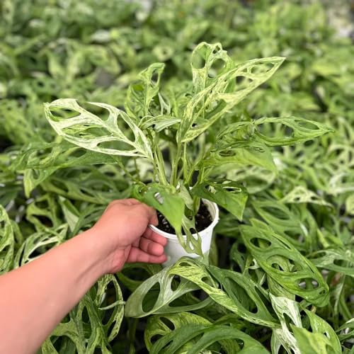 semillas de monstera, jardín rocas interior raras al aire libre resistentes balcón silvestres 180pcs