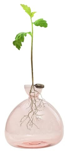 Vase à avocat ampoule en verre pour fleurs, culture en verre pour avocats et châtaignes, terrarium avec étagère en bois, support pour d'eau verte, convient pour la maison, la cuisine, la table