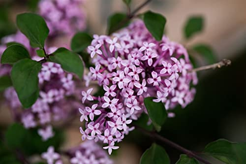 Syringa meyeri 'Josee' 80 cm – Winterhart, Mehrjährig, Pflegeleicht – Zwergflieder – Blütenstrauch für Garten & Kübel