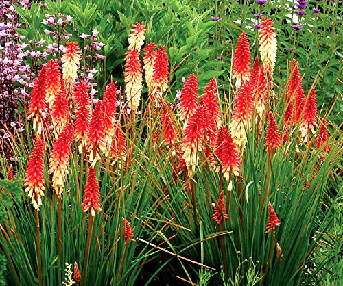 Stauden Gänge 1 x Kniphofia ‘Orange Vanilla Popsicle’ (Winterhart/Staude/Dauerblüher/Bienenferundlich/Mehrjährig) Fackellilie - Ein süßes Farbenspiel aus Orange und Creme