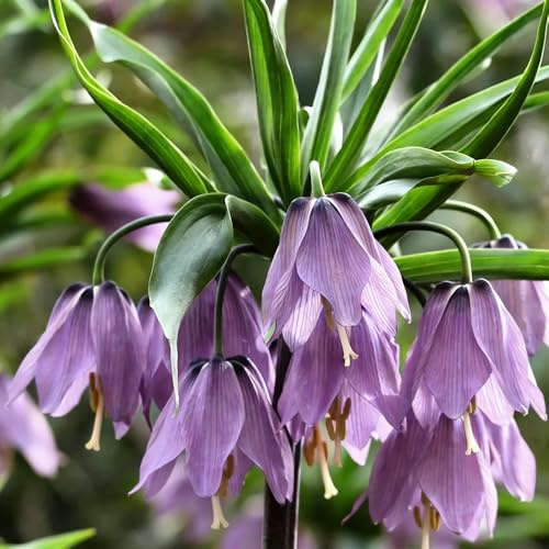 imperiale coronata di resistenti decorazione balconi interni esotici primavera corona imperiale 20Bulbi