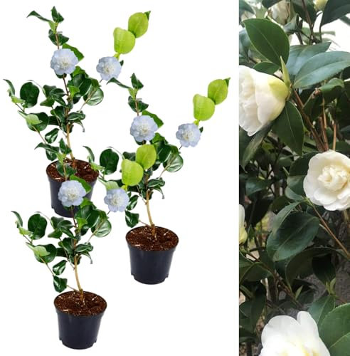 Camellia Nobilissima Plant - Camellia Japonica 20-35cm in Height - Evergreen Shrubs Ready to Plant (3)