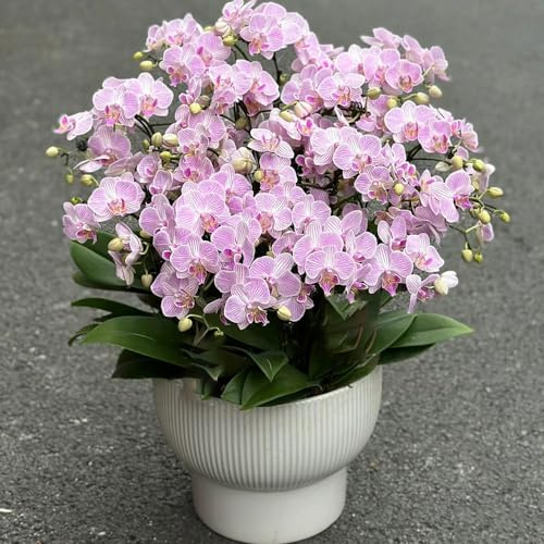 orchidee phalaenopsis decorazione foglie perenne giardino di arrampicata selvaggi balcone estate giardino primavera semi selvaggi semi, 100pcs
