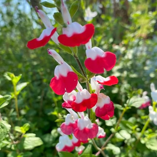 semillas de salvia jardín balcón Decoraciones exteriores cobertura 1000pcs