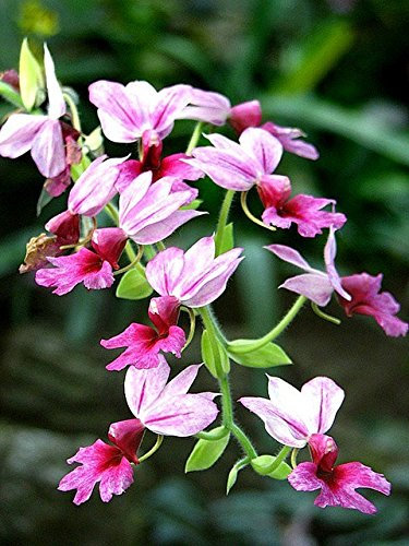 PERAGASHOP 1 PIANTA di Orchidea da Giardino CALANTHE Ext Vaso 12CM Orchidee da Giardino Colore Assortito