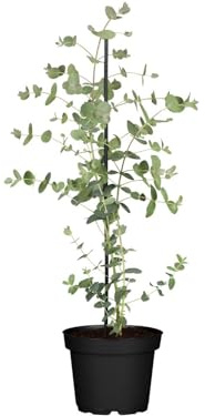 Eukalyptus Eucalyptus cinerea Silver Dollar 20-40 cm Kübelpflanze