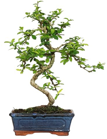 KENTIS - Carmona Bonsai - Fukien Tea Bonsai Koreanischer Tee - Echte Zimmerpflanzen - Zimmerpflanze - H 35-45 cm Topf Ø 20 cm S-förmig